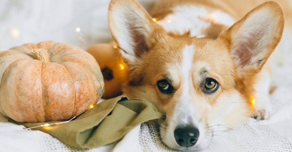 How to Buy Dog Wif Hat ($WIF): Complete Guide for Beginners 6 adorable-corgi-resting-beside-a-pumpkin-adorned-with-fairy-lights-capturing-a-cozy-autumn-vibe-3